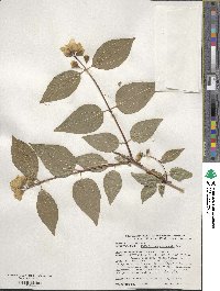 Philadelphus pekinensis image