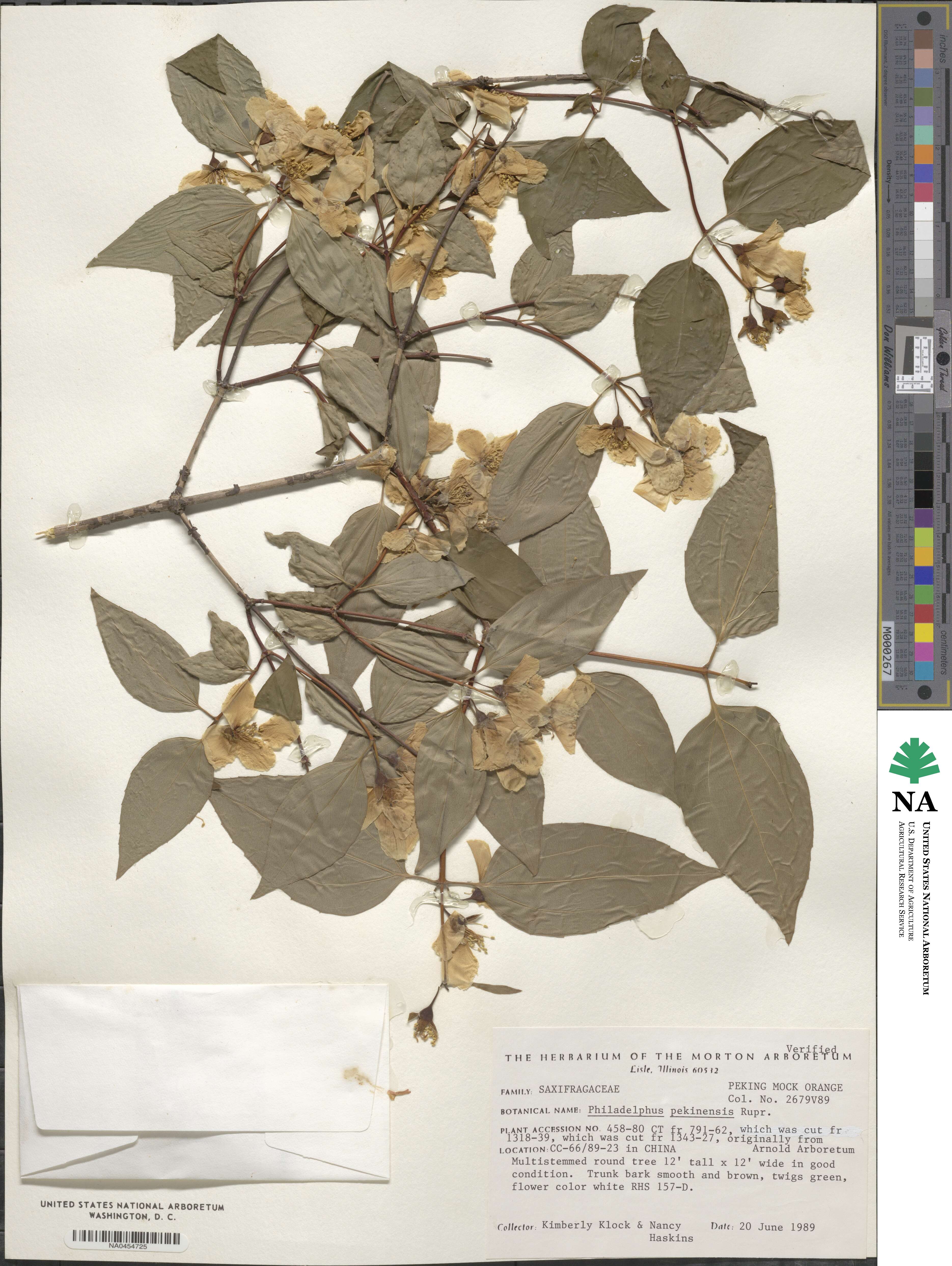 Philadelphus pekinensis image