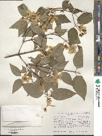 Philadelphus pekinensis image