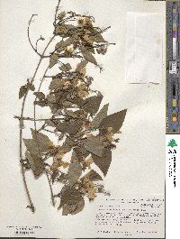 Philadelphus pekinensis image