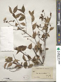 Philadelphus pekinensis image