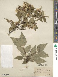 Philadelphus pekinensis image