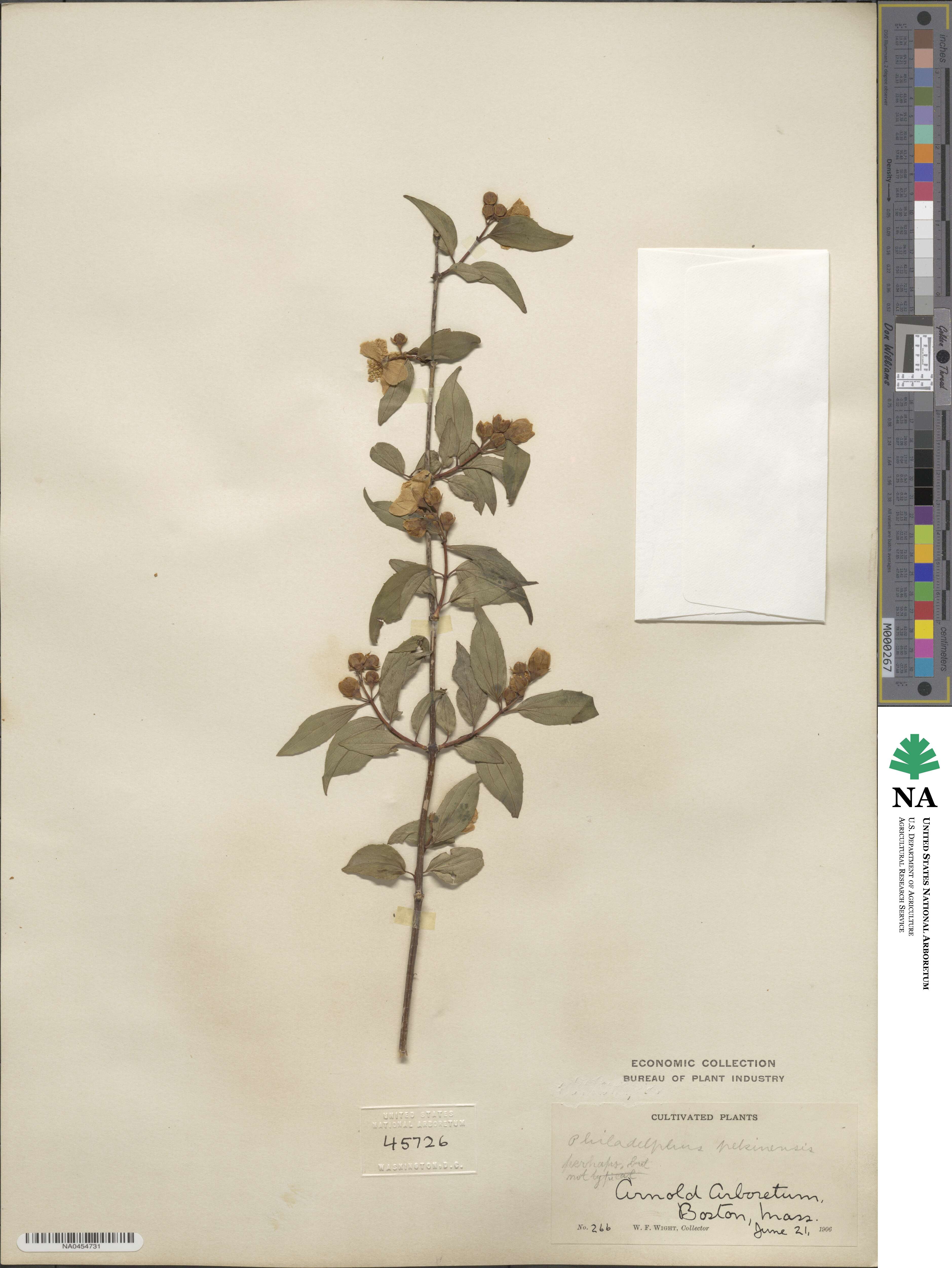 Philadelphus pekinensis image