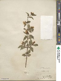 Philadelphus pekinensis image