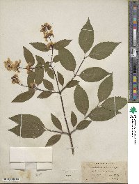 Philadelphus pekinensis image