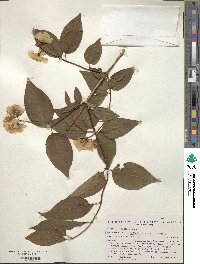 Philadelphus lewisii image