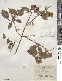 Philadelphus lewisii image