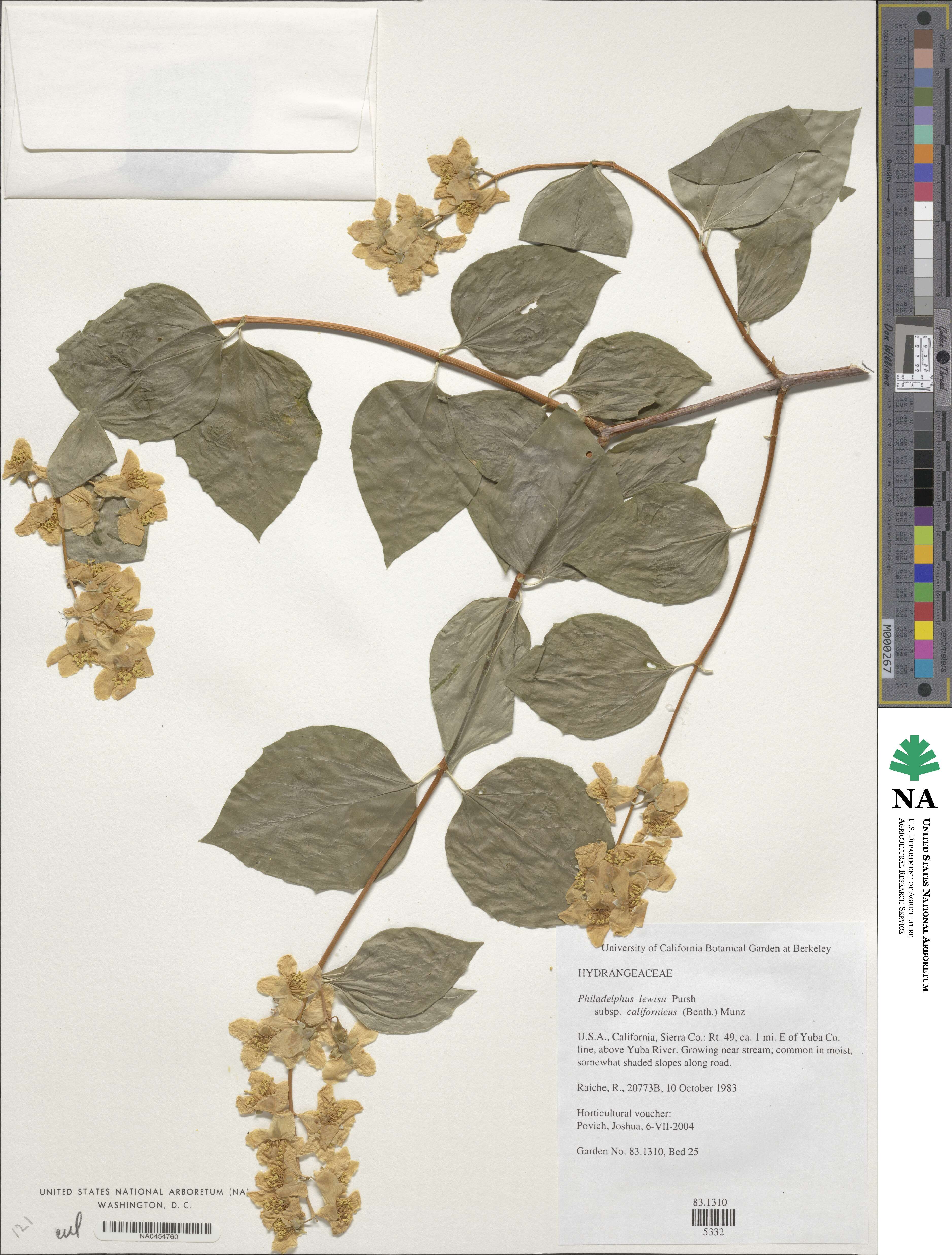 Philadelphus californicus image