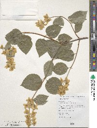 Philadelphus californicus image