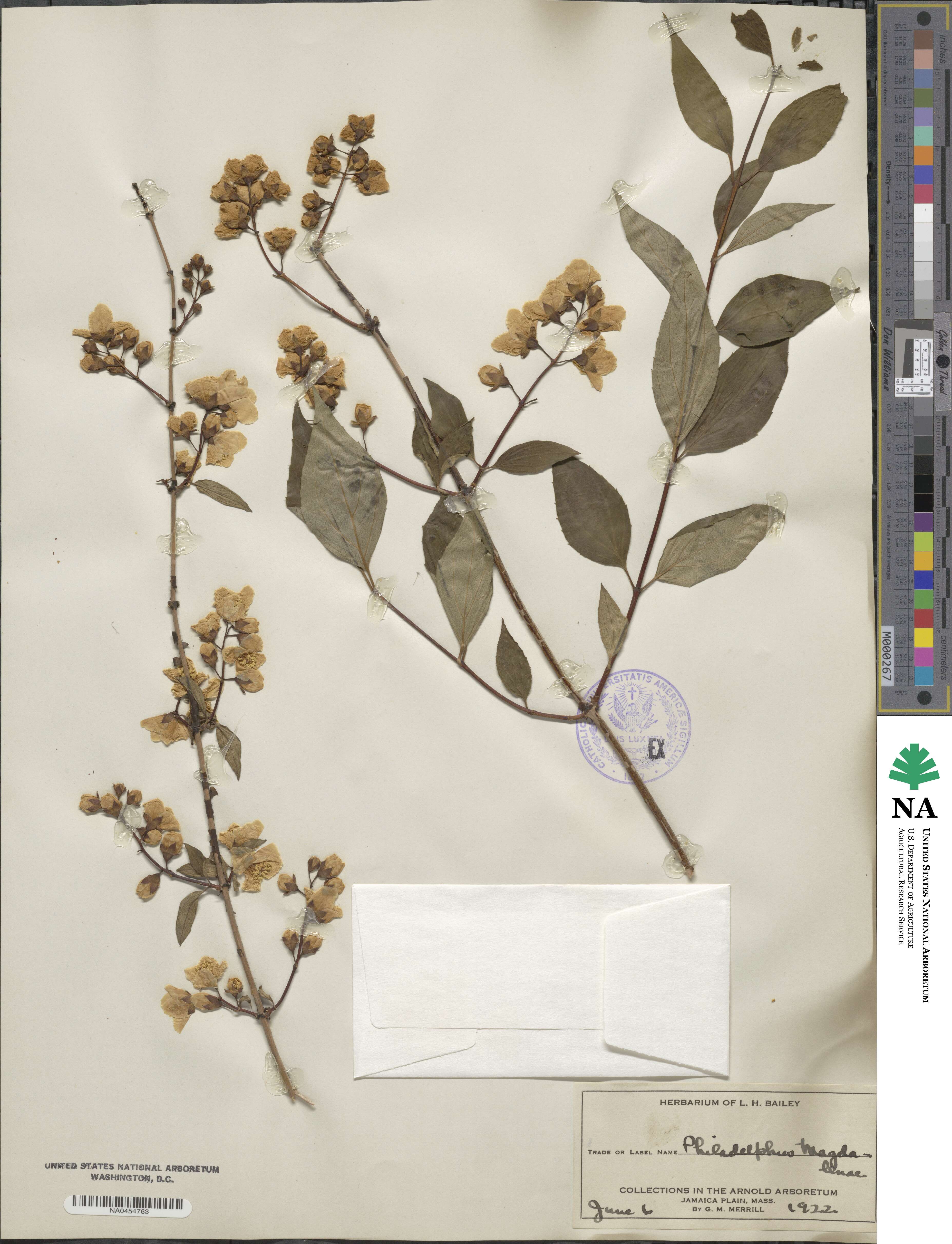 Philadelphus subcanus image
