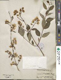 Philadelphus subcanus image