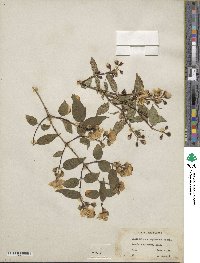 Philadelphus subcanus image