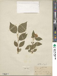 Philadelphus subcanus image