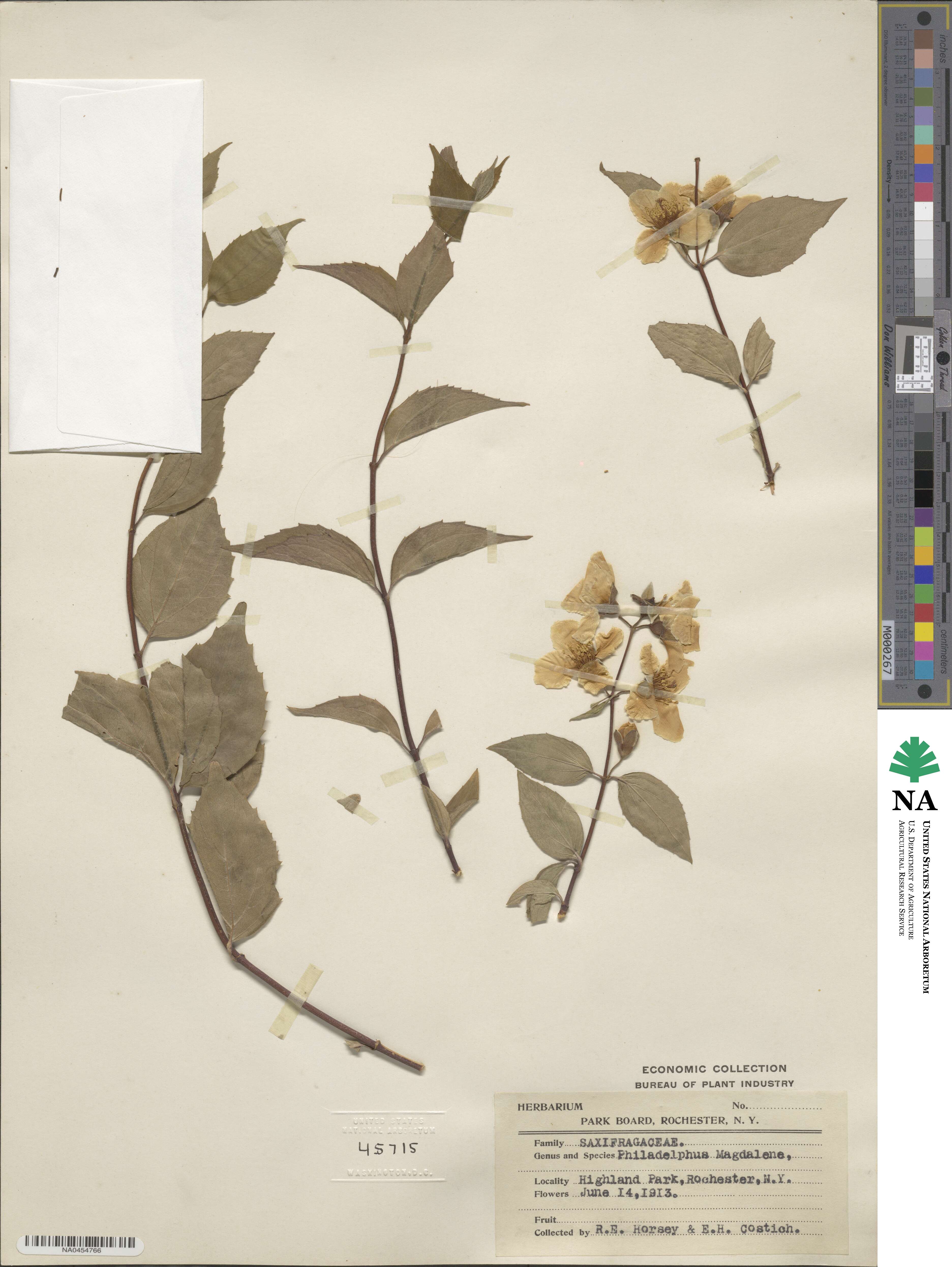 Philadelphus subcanus var. magdalenae image