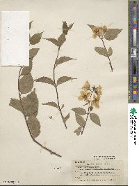 Philadelphus subcanus image