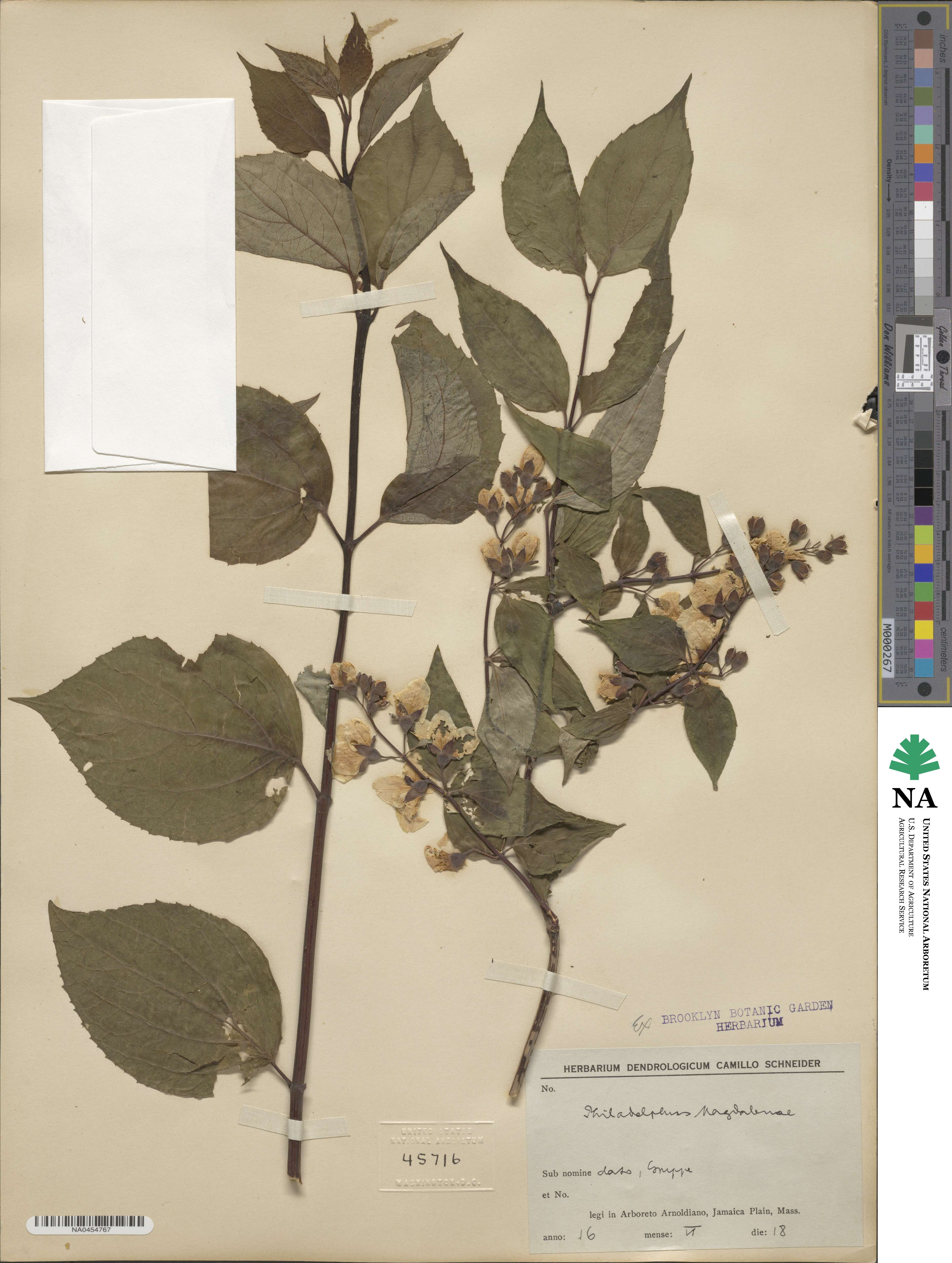 Philadelphus subcanus image