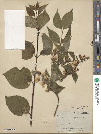 Philadelphus subcanus image