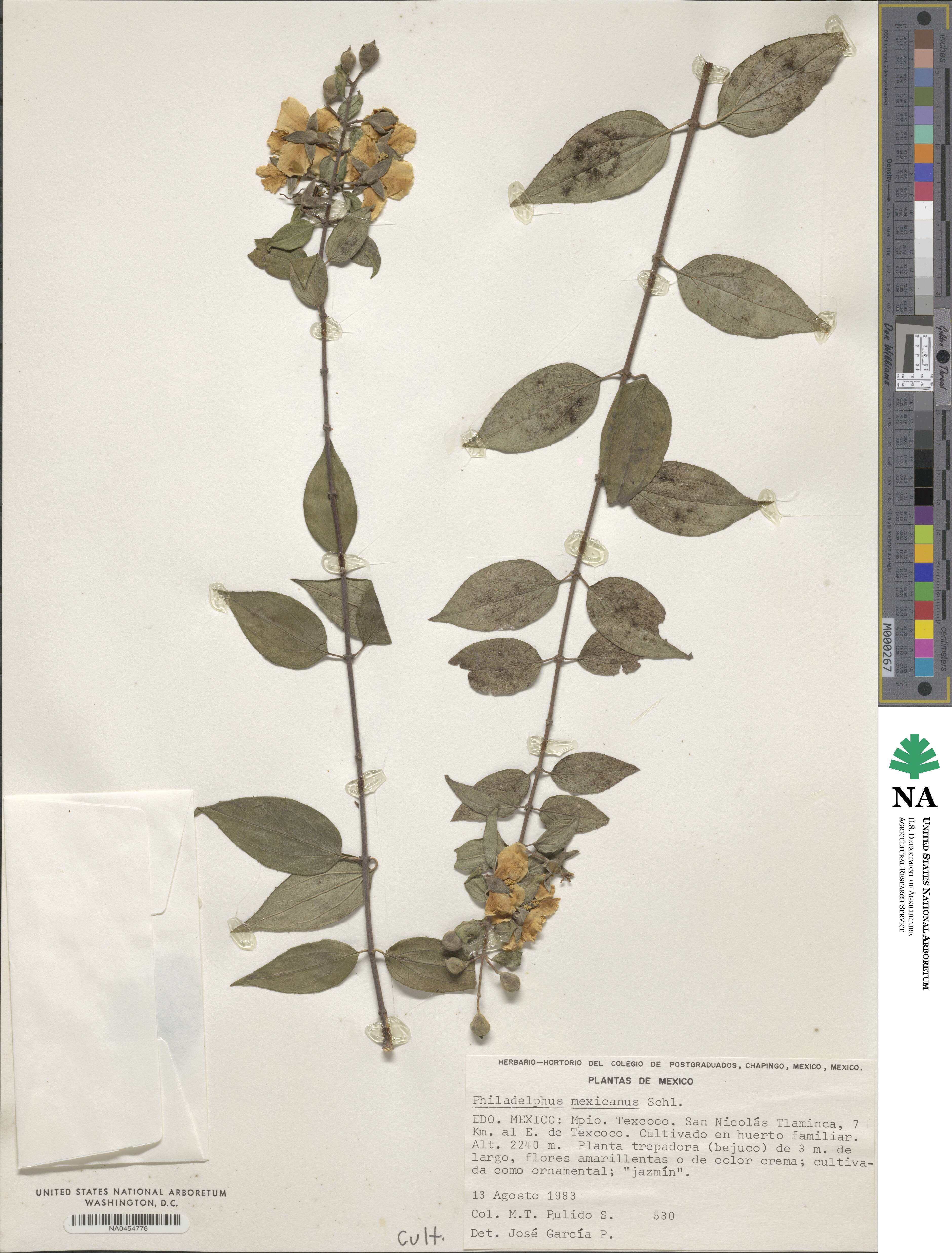 Philadelphus mexicanus image