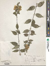 Philadelphus mexicanus image