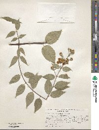 Philadelphus mexicanus image