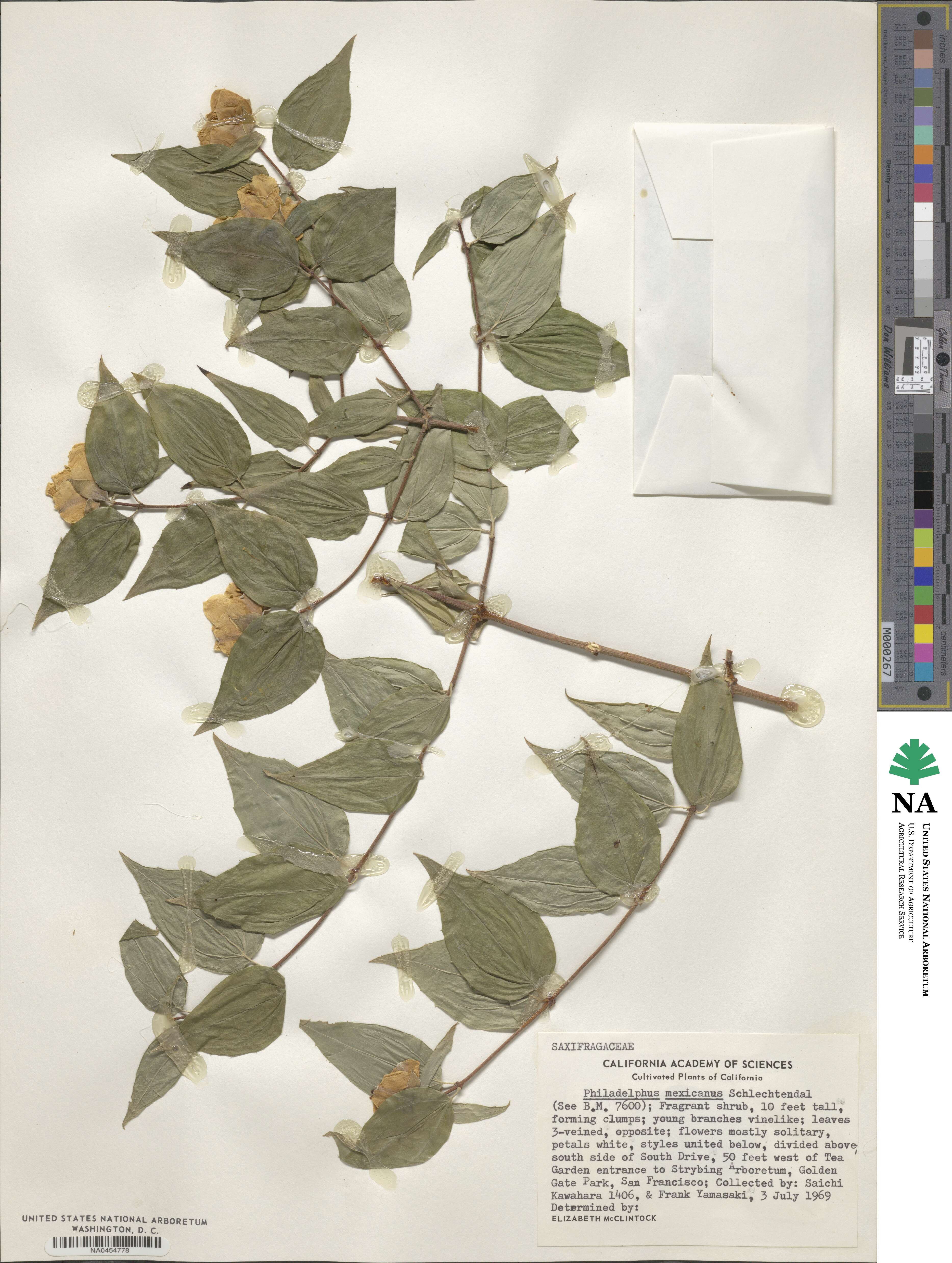 Philadelphus mexicanus image