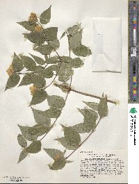 Philadelphus mexicanus image