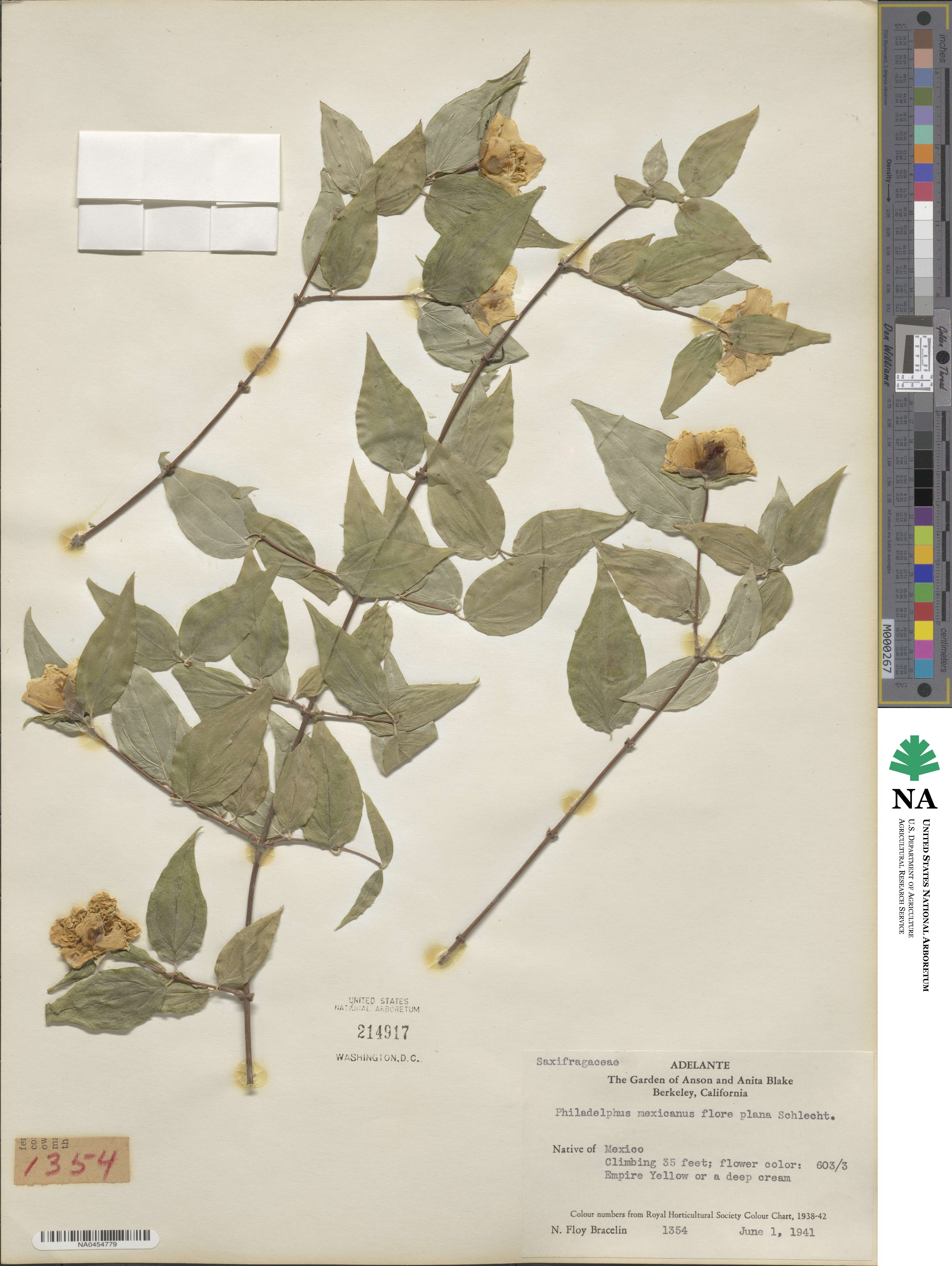 Philadelphus mexicanus image