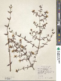 Philadelphus microphyllus image