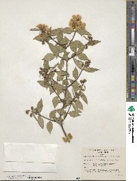 Philadelphus microphyllus image