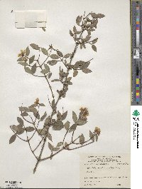 Philadelphus microphyllus image