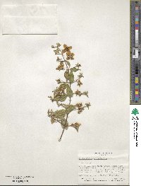 Philadelphus microphyllus image