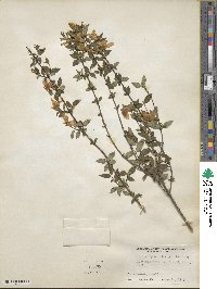 Philadelphus microphyllus image