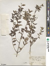 Philadelphus microphyllus image