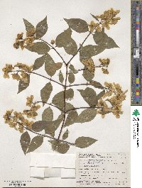 Philadelphus pubescens image