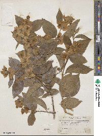 Philadelphus pubescens image