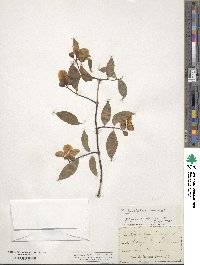 Philadelphus inodorus image