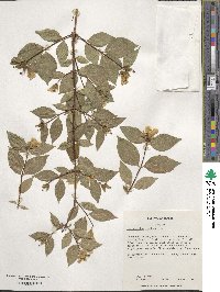 Philadelphus inodorus image