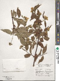 Philadelphus inodorus image