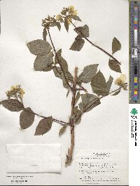 Philadelphus inodorus image