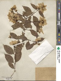 Philadelphus inodorus image