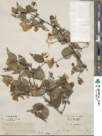 Philadelphus inodorus image