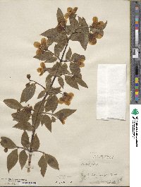 Philadelphus inodorus image