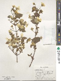 Philadelphus inodorus image