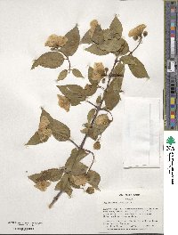 Philadelphus inodorus image