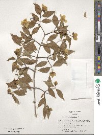 Philadelphus inodorus image