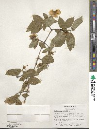 Philadelphus inodorus image