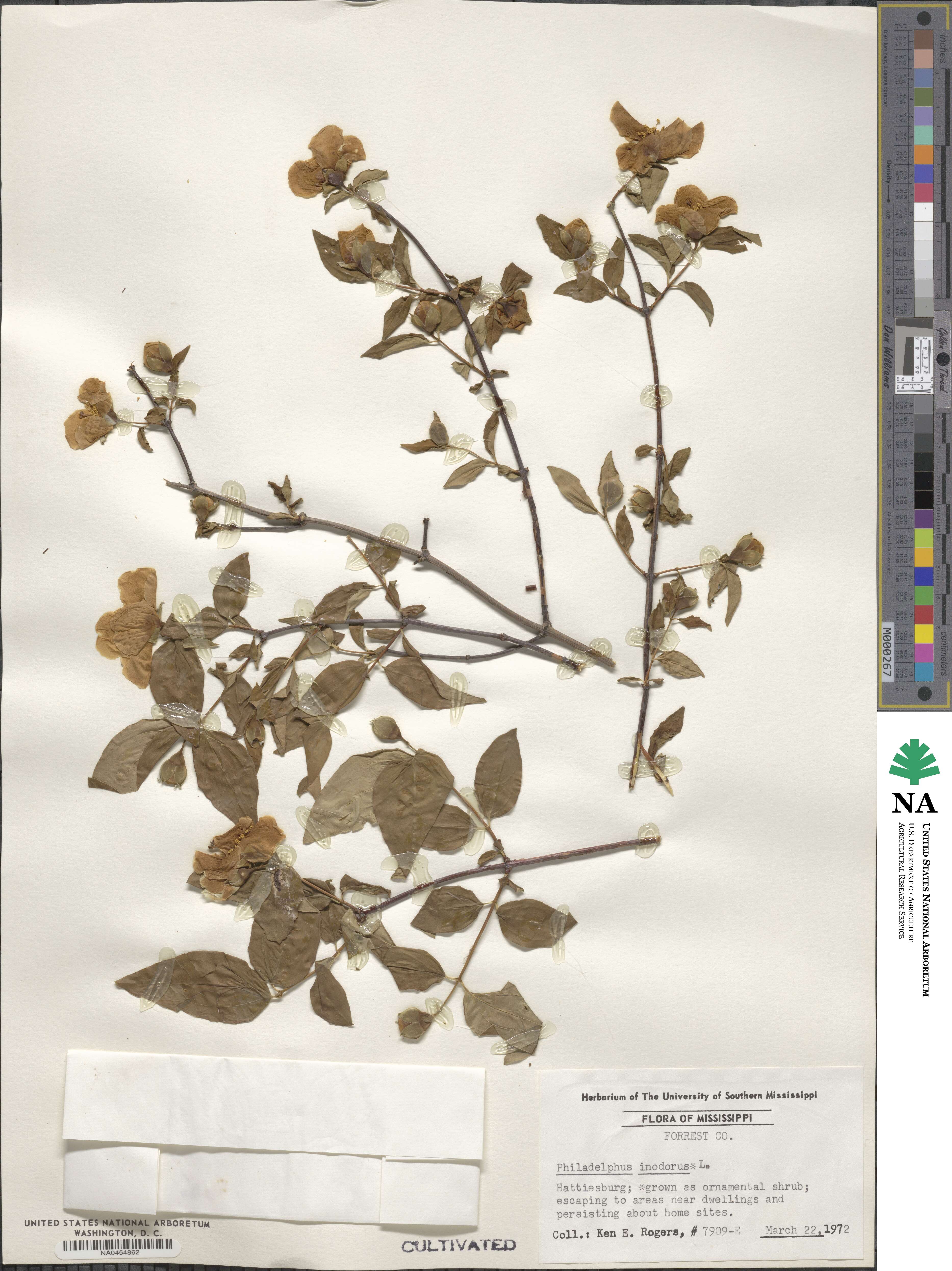 Philadelphus inodorus image