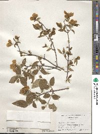 Philadelphus inodorus image