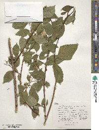 Philadelphus inodorus image