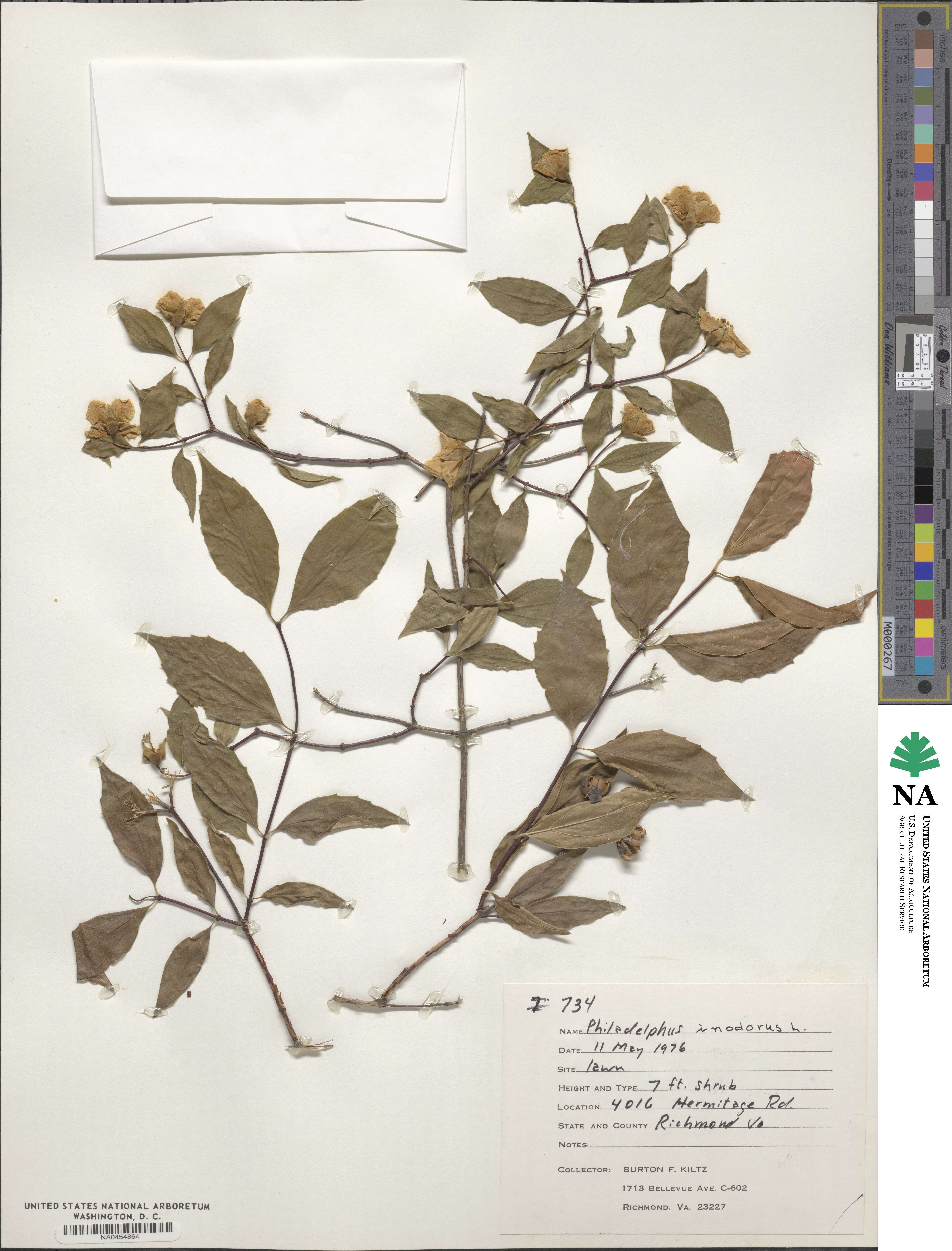 Philadelphus inodorus image